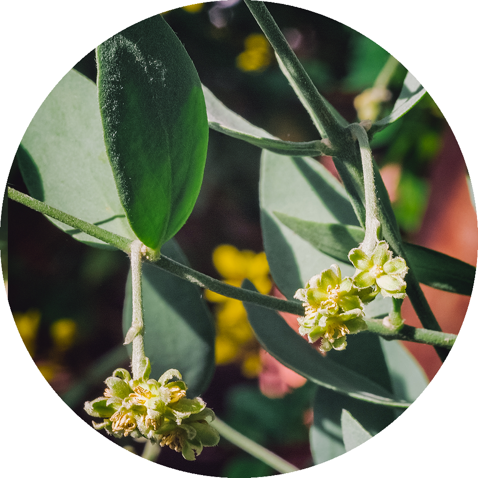 Jojoba - Jasmine (977x977), Png Download