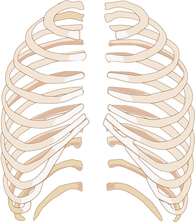 Newsletter - Inferior Costal Rib Margin (900x876), Png Download