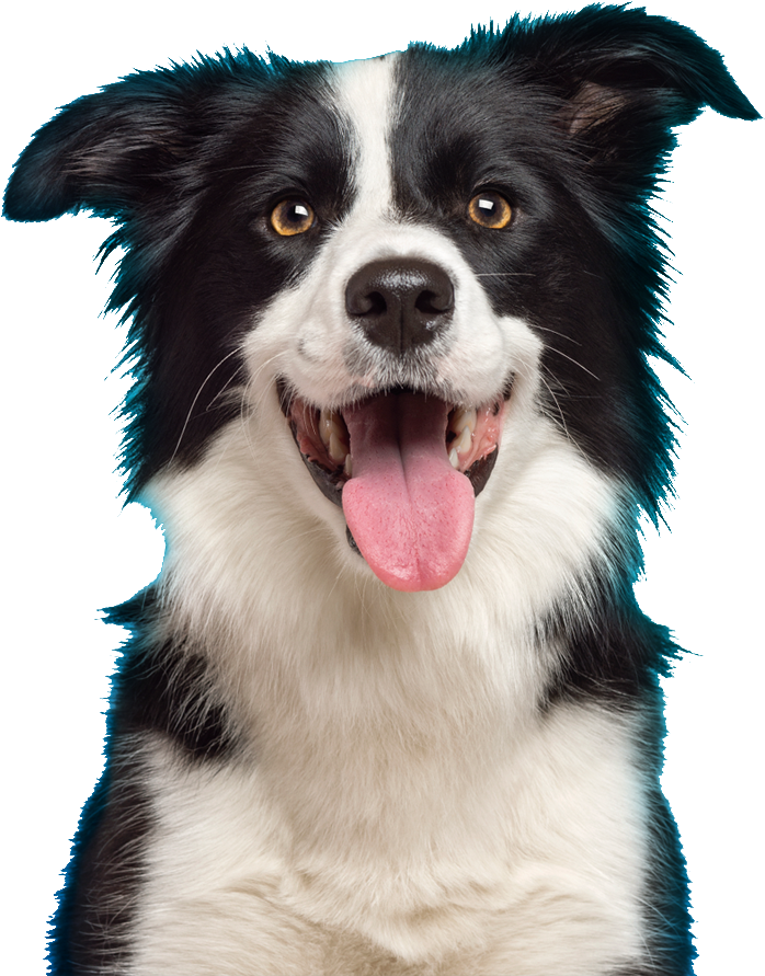 Cachorroadmin2018 04 20t11 - Working Dog Png (760x914), Png Download