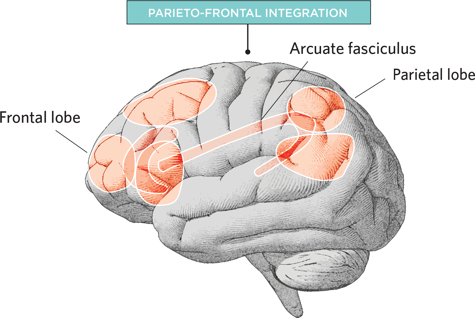 The Scientist Staff - Drawing Side View Of Brain (2074x1439), Png Download