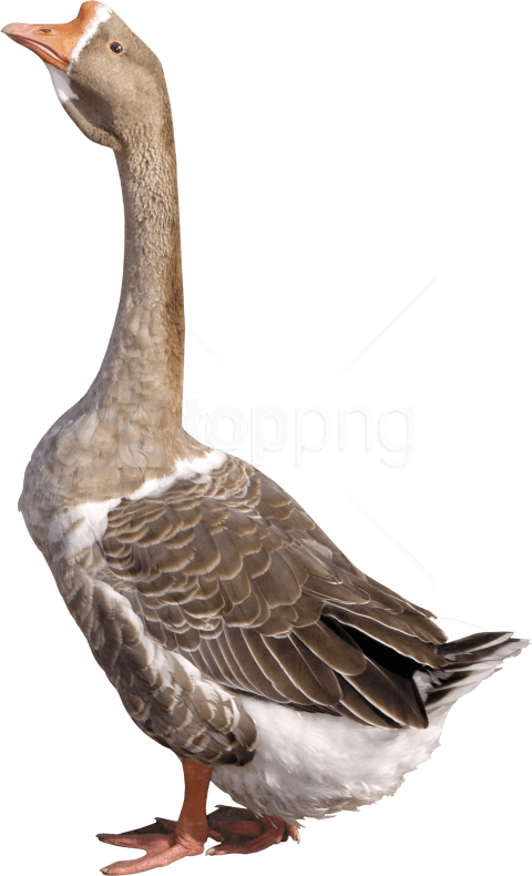 Download Grey Young Goose Png Images Background - Grey Goose Clipart (480x790), Png Download