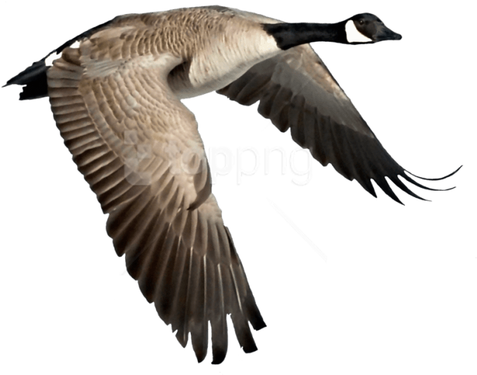 Free Png Goose Png Images Transparent - Transparent Canada Goose Clipart (850x620), Png Download