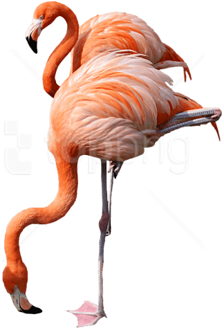 Free Png Download Flamingo Png Images Background Png - Picsart App Stickers (480x711), Png Download