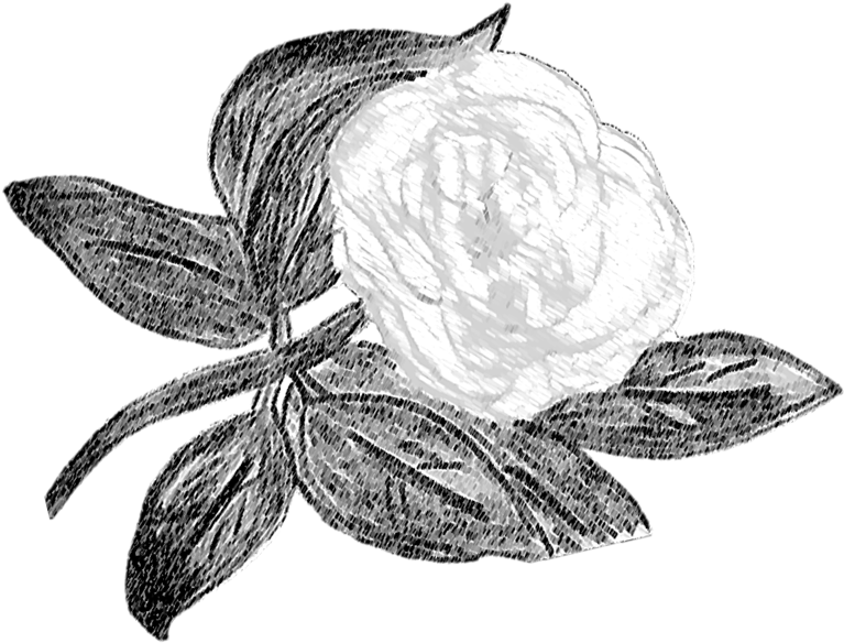 Png Freeuse Stock Amaryllis Drawing Sketch - Sketch (848x698), Png Download