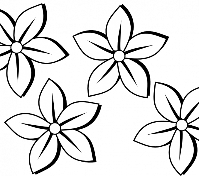 Basic Flower Sketch Free Pictures Of Flower Drawings - 4 Flowers Clipart Black And White (678x600), Png Download