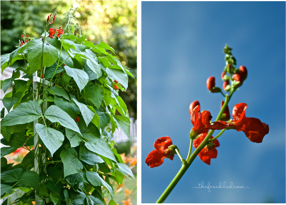 They Swarm The Tall, Thick Vines And Sometimes Will - Flower (1024x1024), Png Download