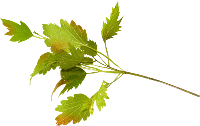 Hoja Png Para Photoscape Hojas Png Para Photoscape Full Size Png Download Seekpng