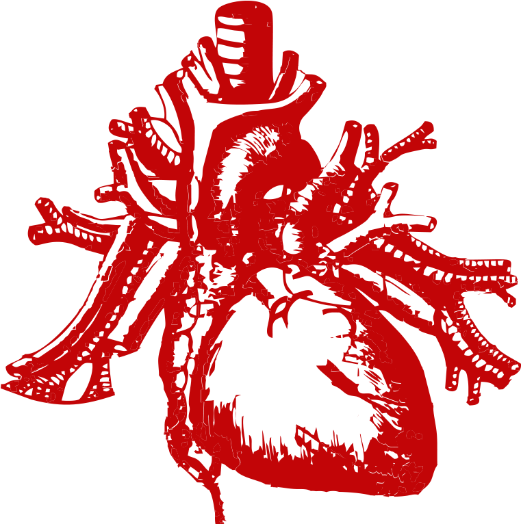 Real Heart Silhouette Png Transparent - Focos Cardiacos (1000x824), Png Download