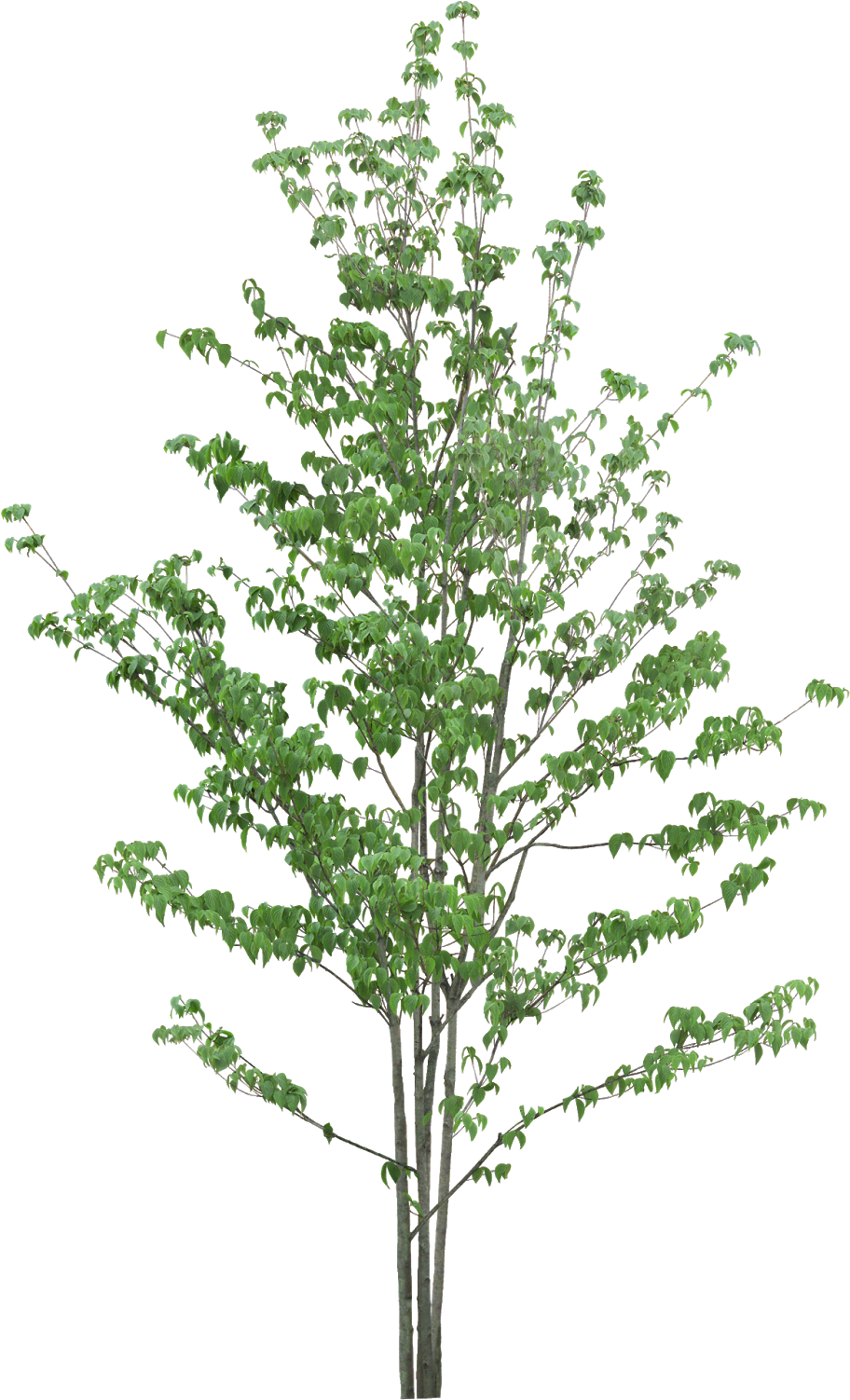 #tree #branches #leaves #palm Tree #autumn Tree #tree - Tree (984x1600), Png Download