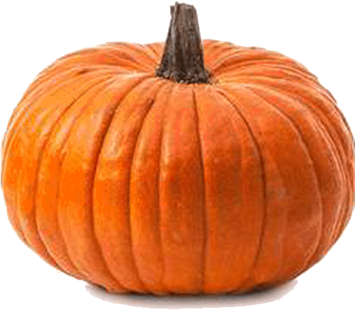 Calabaza - Dibujo De Zapallo (500x650), Png Download