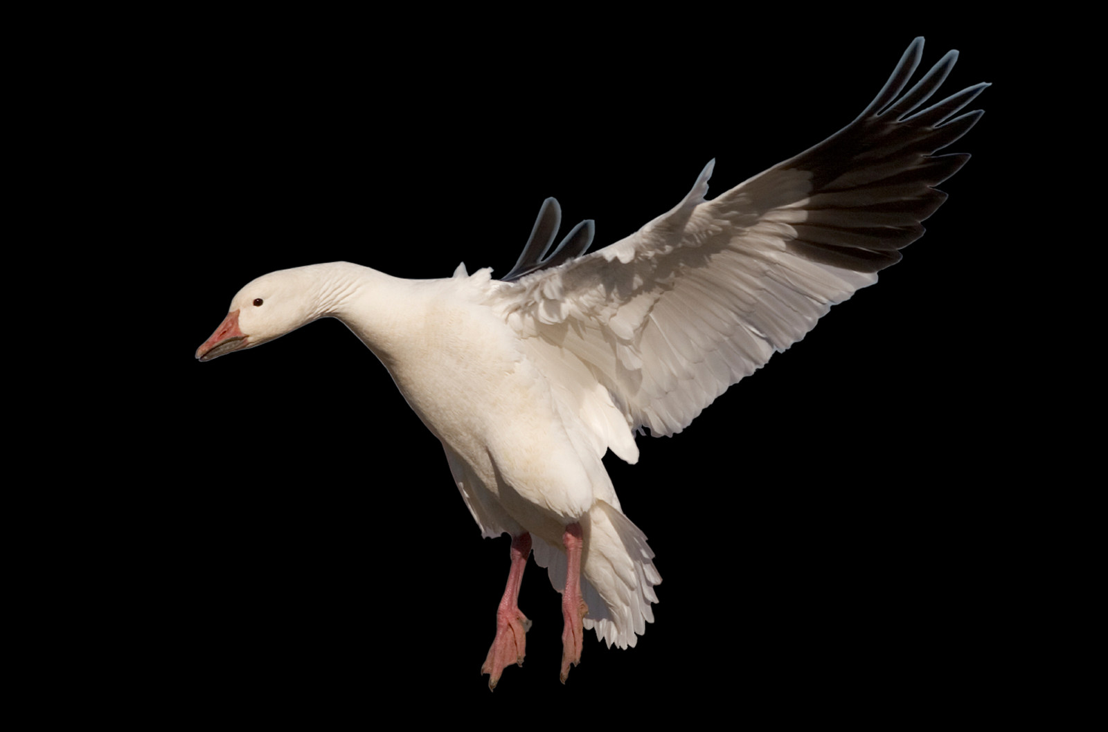 Complete Animal Free Png Collection, Free Pngs Has - Snow Goose (1600x1058), Png Download