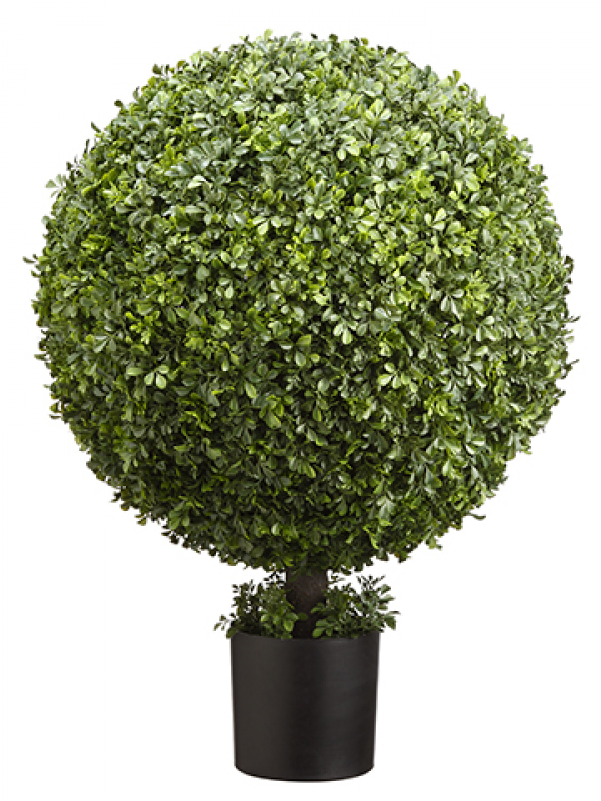 36" High Pre Potted Ball Shaped Boxwood Topiary In - Thuya (800x800), Png Download