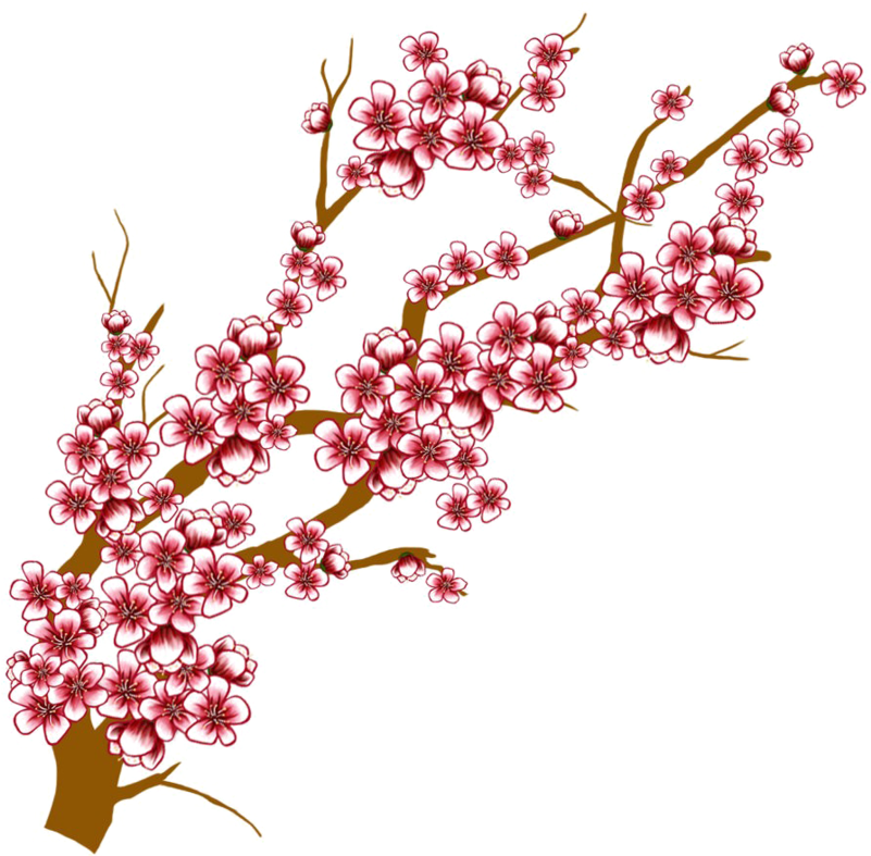 Japanese Flowering Cherry Transparent Background - Cherry Blossom Tree Free Clipart (800x800), Png Download