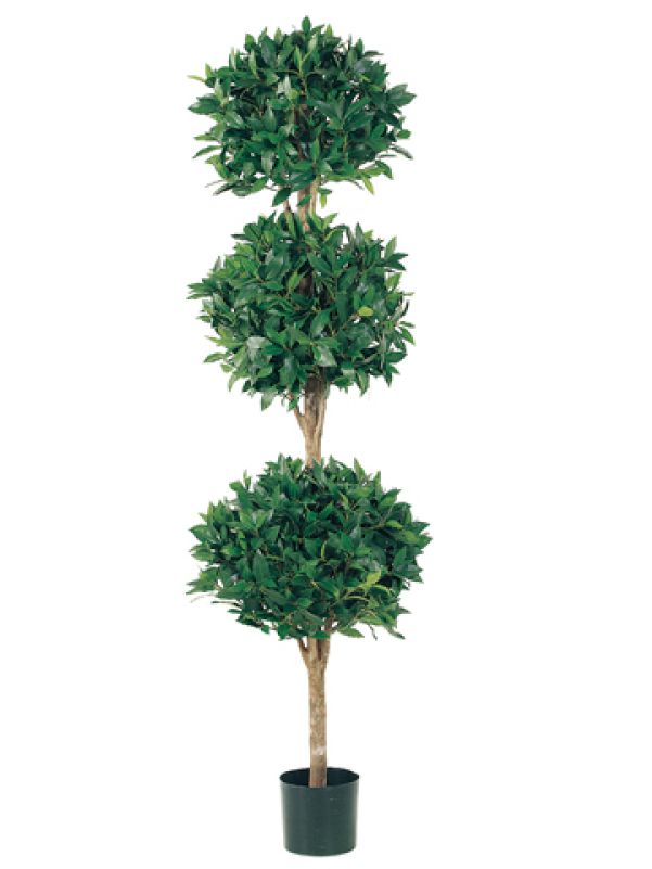 6' Triple Ball Sweet Bay Topiary In Pot - Houseplant (800x800), Png Download