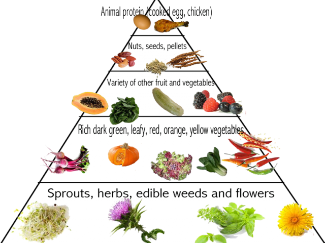 Grains Clipart Food Pyramid - Food Pyramid For Parrots (640x480), Png Download