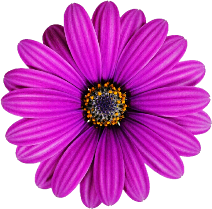 Lilac Purple African Daisy - Purple Gerbera Daisy Png (719x710), Png Download