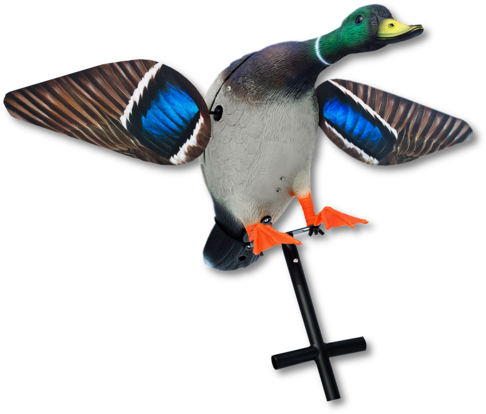 Image Of The Lucky Duck Hot Shot Mallard - Lucky Duck Decoy (1000x1000), Png Download