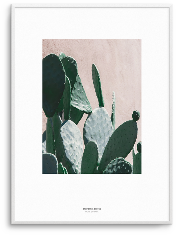 California Cactus No Iii - Barbary Fig (812x1023), Png Download