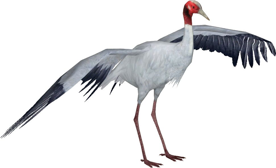 Sarus Crane - Sarus Crane Png (970x970), Png Download