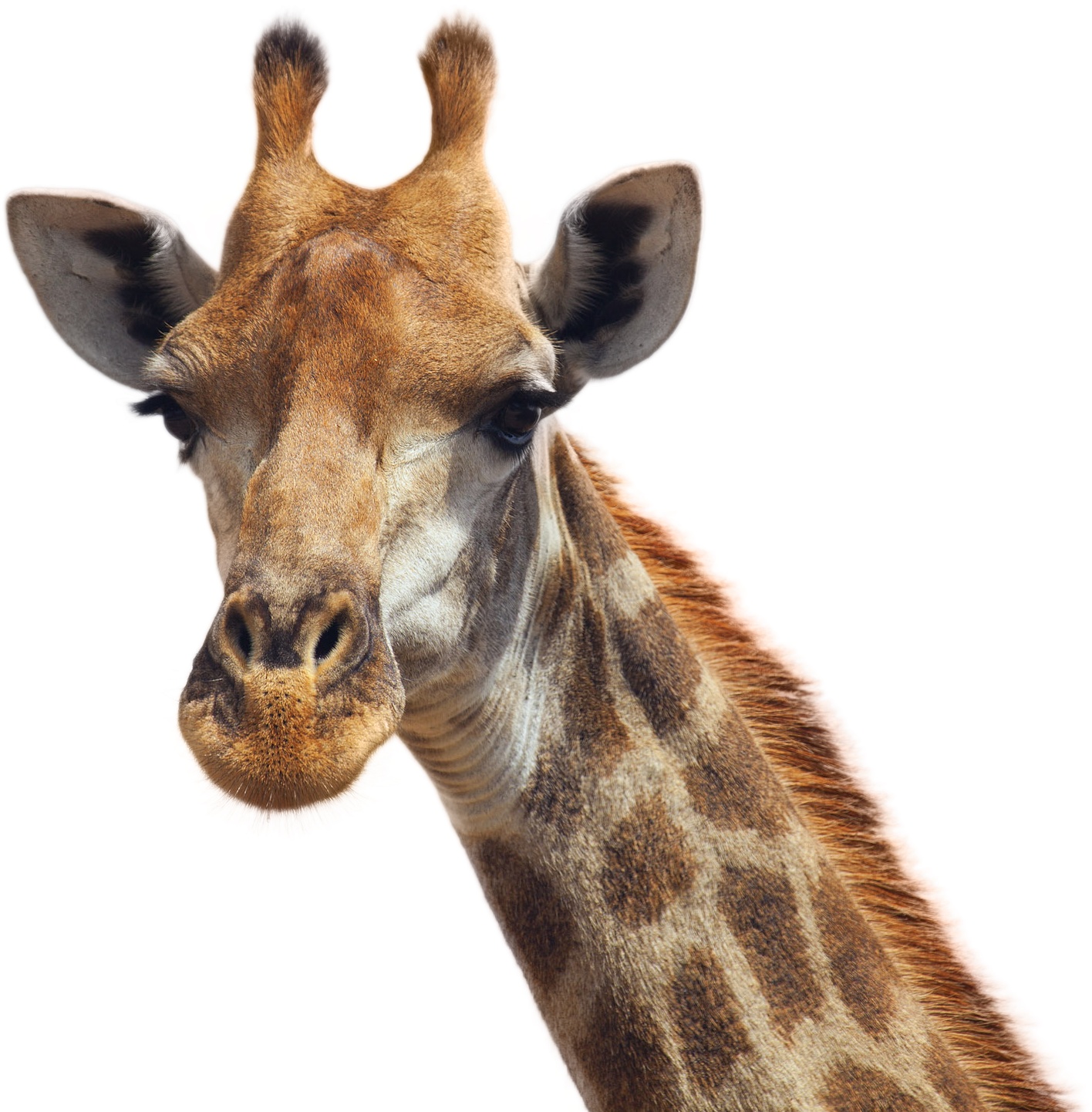 Giraffe Png Image - Giraffe Wallpaper For Chromebook (2560x1700), Png Download