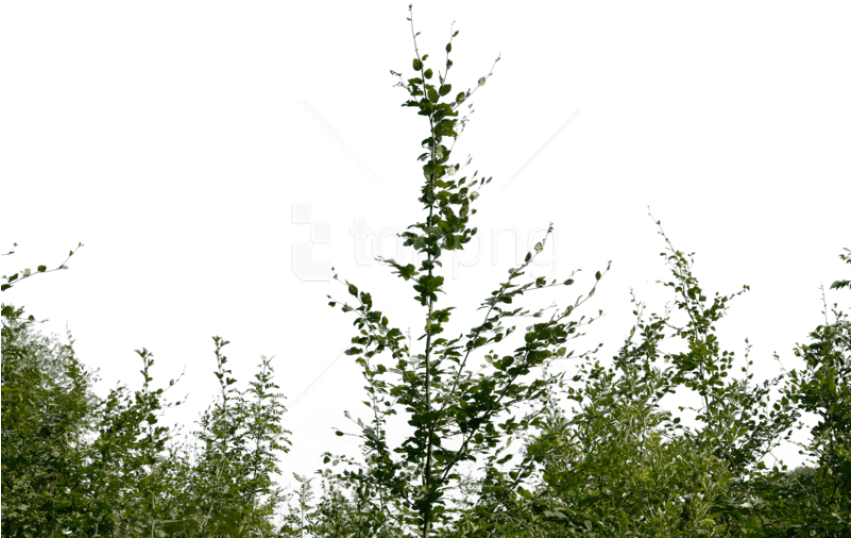 Free Png Download Bushes Png Images Background Png - Bushes Png (850x567), Png Download
