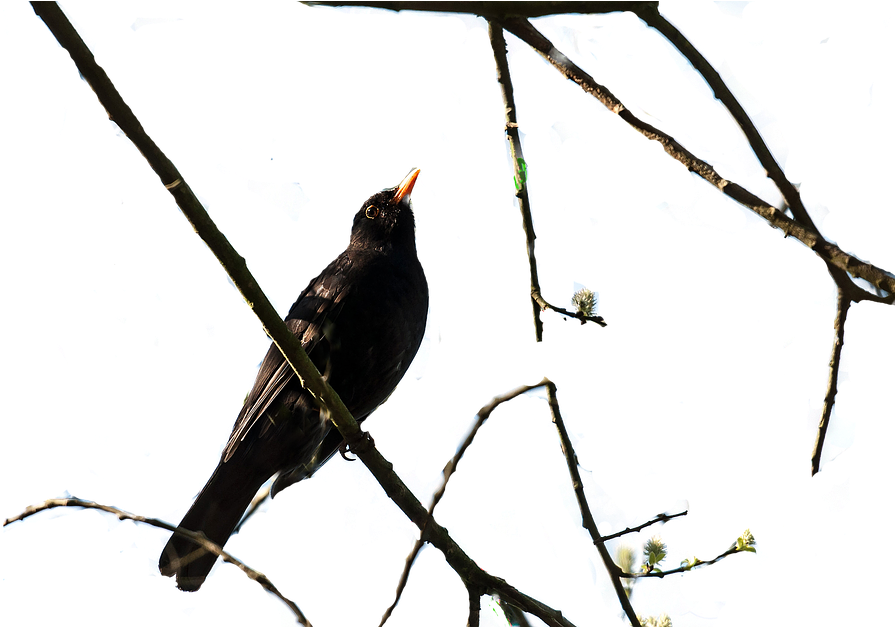 Bird, Tree, Bush, Nature, Animal World - Blackbird (960x626), Png Download