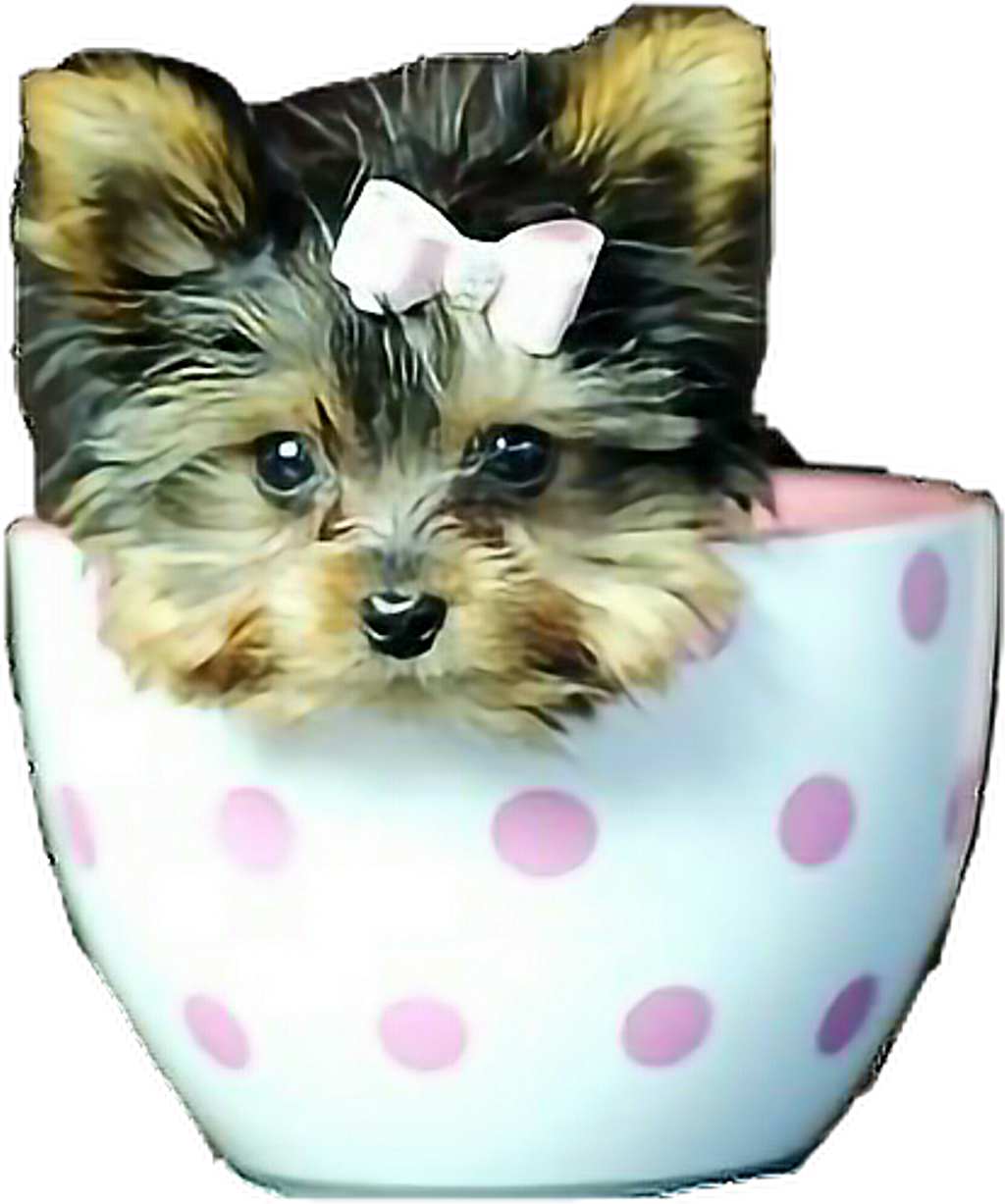 Poppies Poppy Teacuppuppy Yorkie Yorkiepuppies Dog - Yorkshire Terrier (1024x1227), Png Download