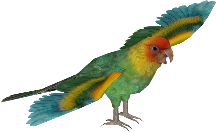Carolina Parakeet - Macaw (873x873), Png Download