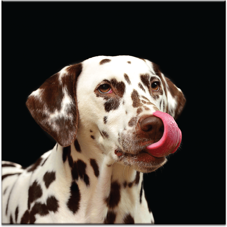 Yummy - Quotes For You And Your Dog (1000x1000), Png Download