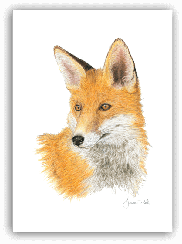 Red Fox Greeting Card - Red Fox (600x804), Png Download