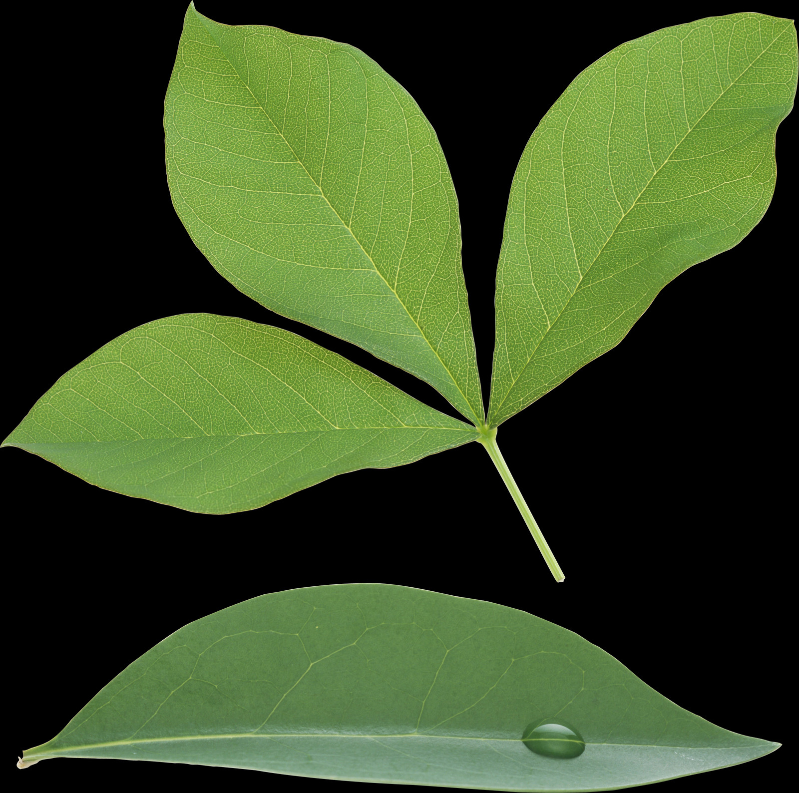 Tree (1600x1588), Png Download