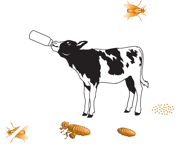 700 X 700 2 - Feed Calves Png (700x700), Png Download