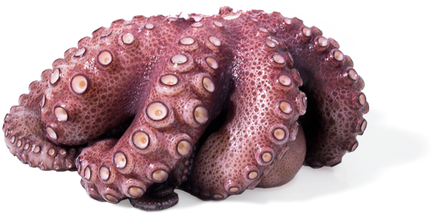 Whole Octopus Block - Octopus Mimus Pulpo (640x480), Png Download