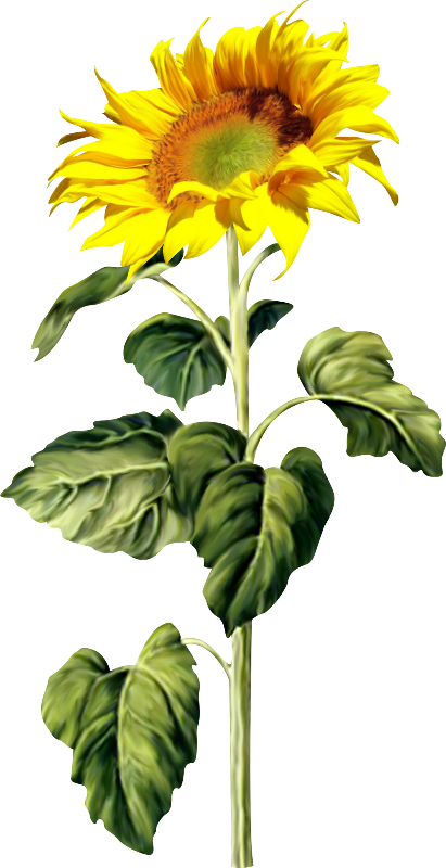Imágenes De Girasoles - Sunflower Pixel Art Minecraft (411x800), Png Download