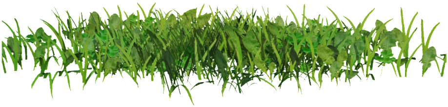 Transparent Ornamental For Green Grass - Grass For Editing (1024x589), Png Download