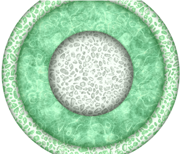 Fountain Grass Png Download - Water Fountain Top View Png (400x300), Png Download