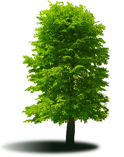 Nz Trees For Garden (431x540), Png Download