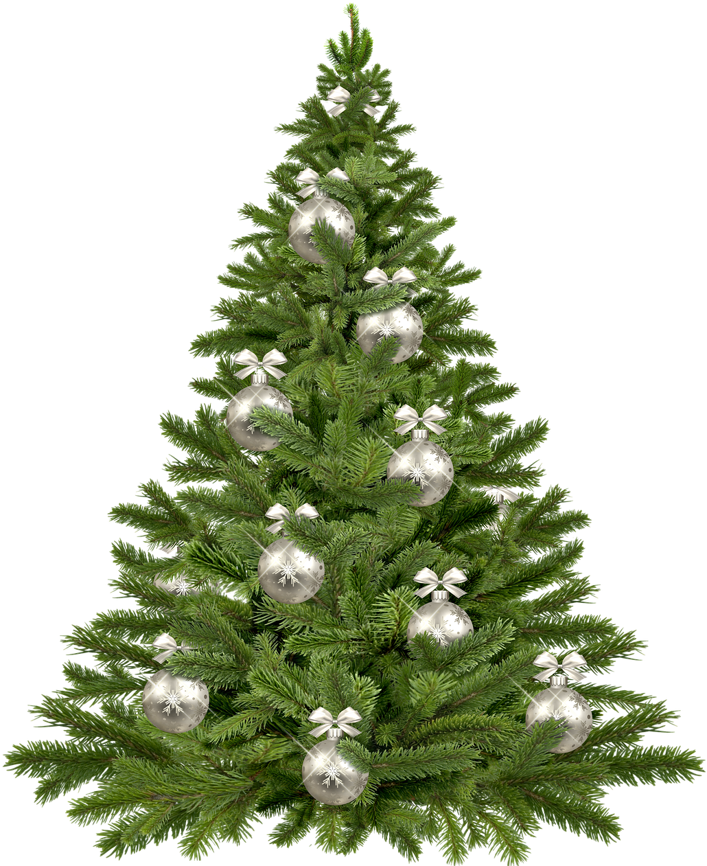 Christmas Tree, Twigs, Christmas, Pine, Tree, Plant - Real Christmas Tree Transparent Png (609x720), Png Download