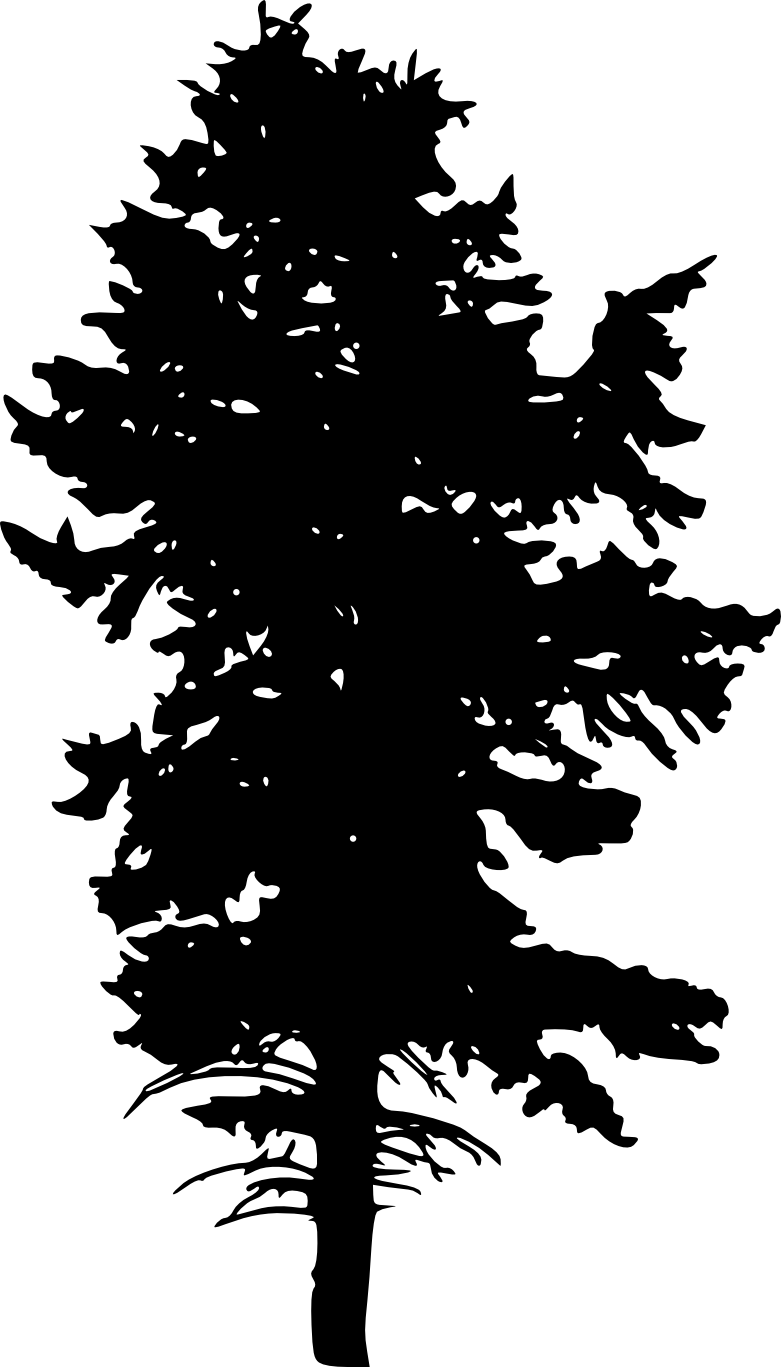 Free Download - Colorado Spruce (781x1367), Png Download