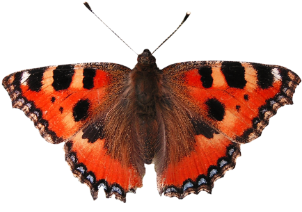 Isolated Isolated,isolated Image,bug,background Removing, - Butterfly (500x458), Png Download