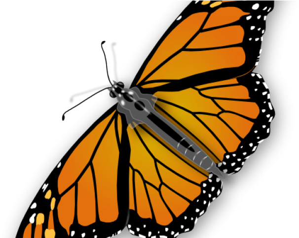 Monarch Butterfly Clipart Little Butterfly - Monarch Butterfly Transparent Clipart (640x480), Png Download