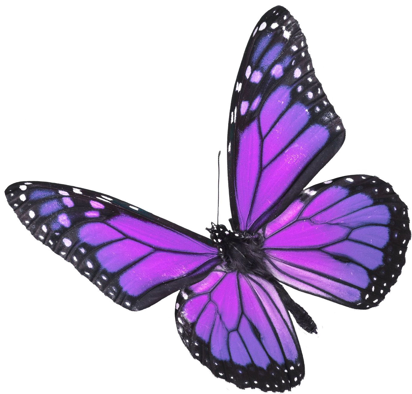 Real Butterflies Png Www Pixshark Com Images Galleries - Real Purple Butterfly (1368x1320), Png Download