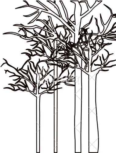 Forest Trees At Getdrawings Com Free For - Forest Of Trees Drawing (550x550), Png Download