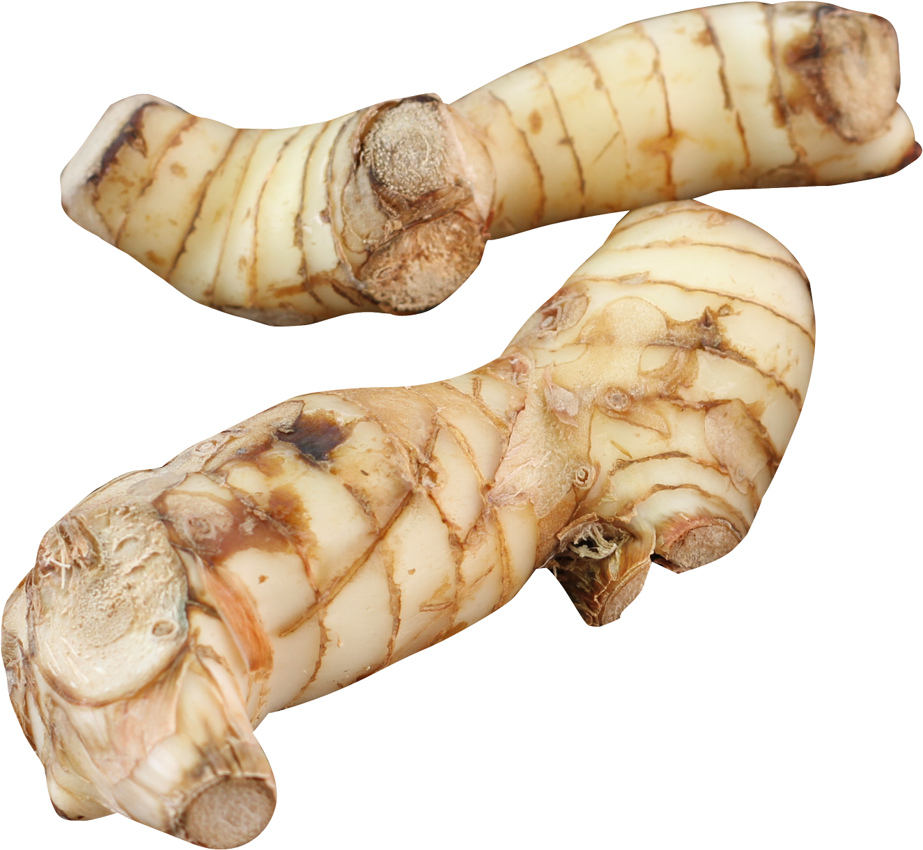All Posts Tagged In - Galangal Png (1455x1310), Png Download