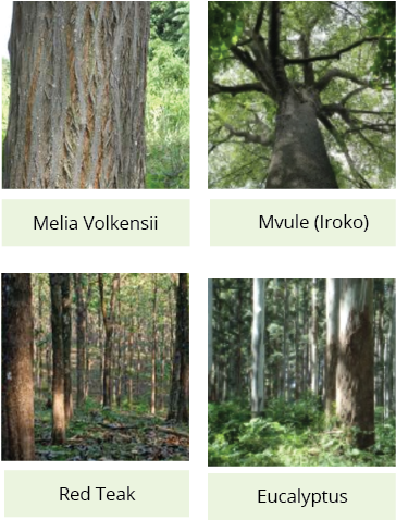 The Trees We Grow - Pond Pine (641x489), Png Download