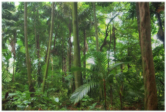Rainforest (400x400), Png Download