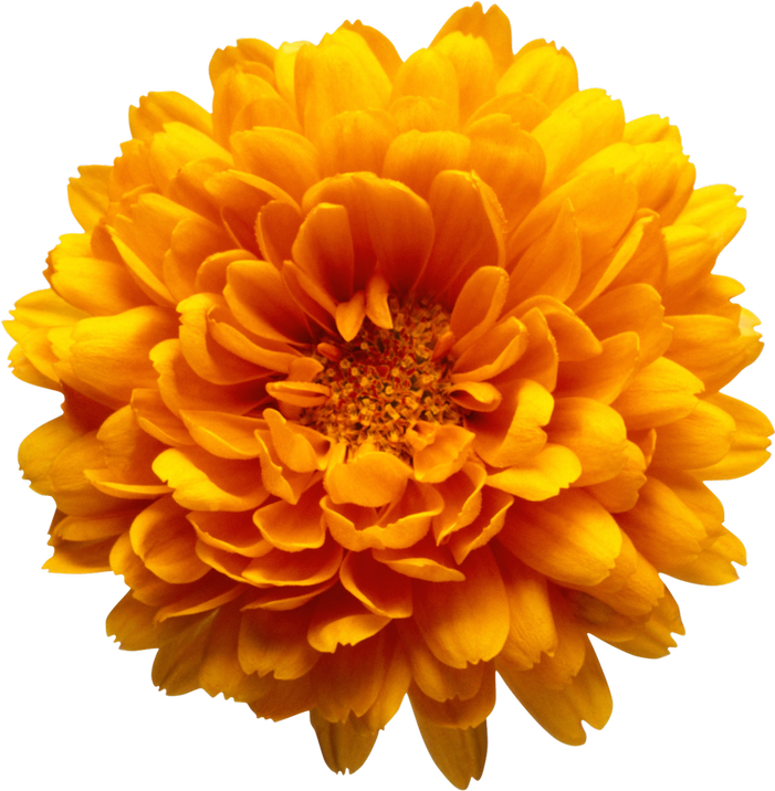 Orange Chrysanthemum Flower Transparent Clip Art Image - Marriage Make-up [book] (588x600), Png Download
