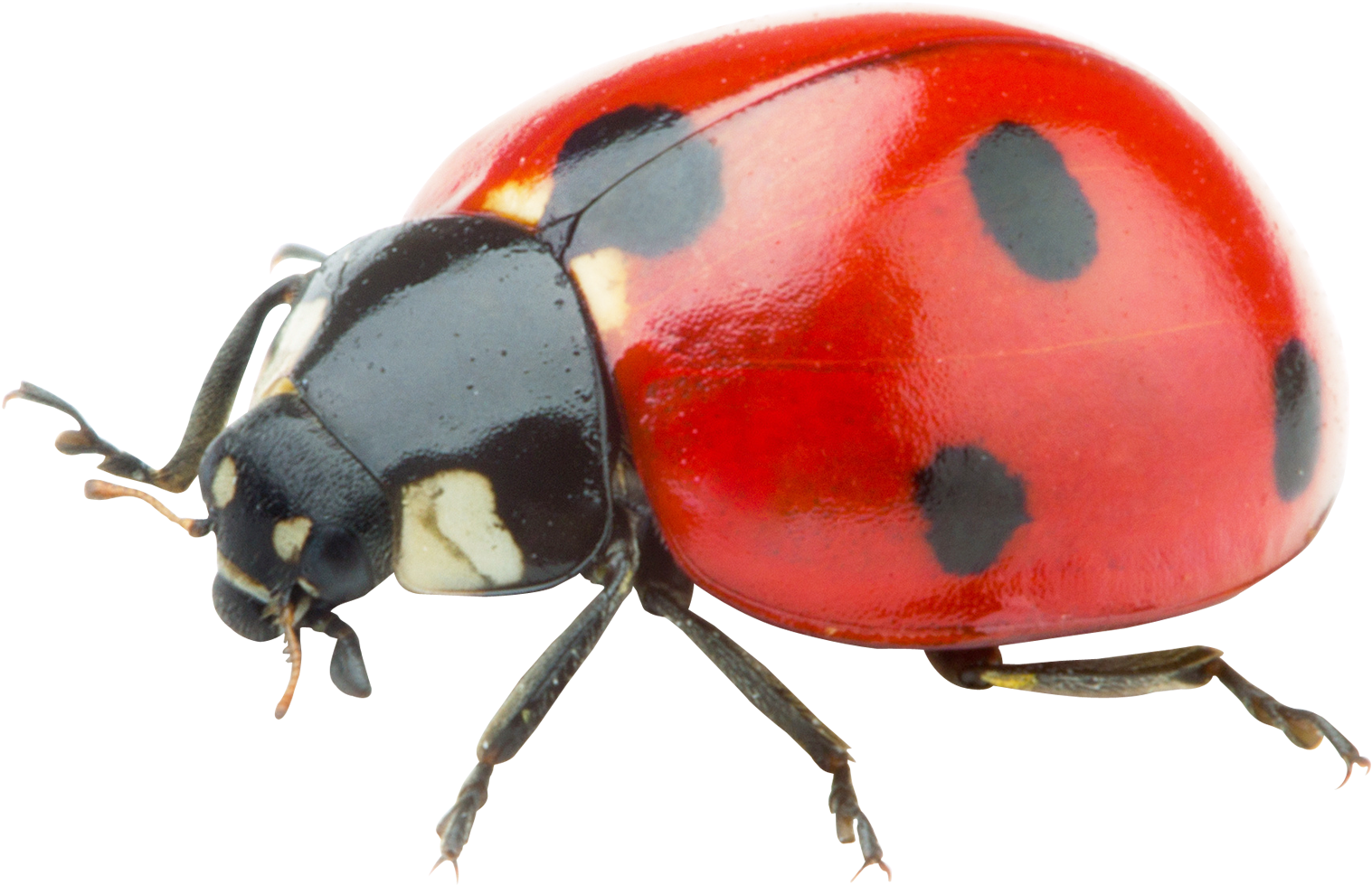 Ladybug Png Transparent Image Pngpix - Ladybug Png Transparent (500x344), Png Download