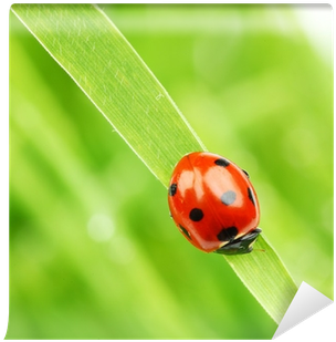 Ladybug (400x400), Png Download