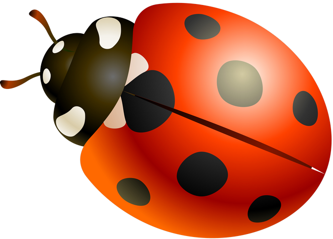 Ladybugs Clipart Garden Creature - Ladybird Beetle (670x481), Png Download